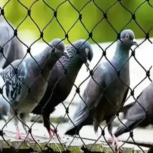 Prime Netting Offers Premium Quality Bird Netting Services in Miyapur, JNTU, Hyderabad and Telangana