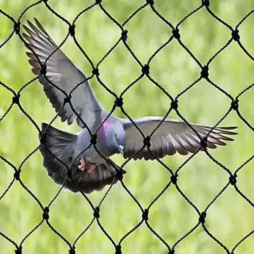 Prime Netting's Premium Quality Pigeon Safety Nets Installation Services in Hyderabad and Throughout Telangana