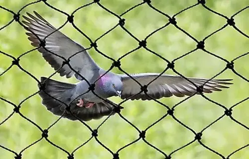 Prime Netting's Quality Pigeon Netting Services in Hyderabad and Throughout Telangana